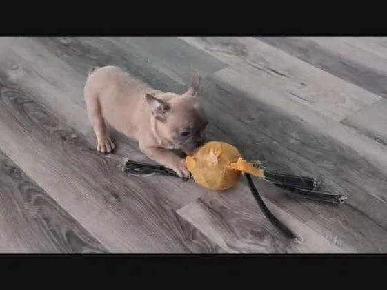 French Bulldog dogs for sale: Sally - Video 1