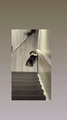 Siberian Husky dogs for sale: Siberian Husky Puppy 5 - Video 2