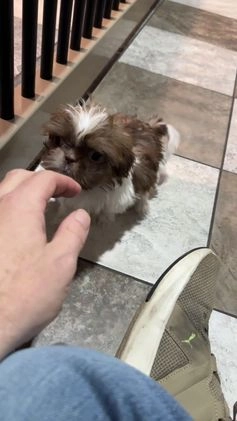 Shih Tzu dogs for sale: Max - Video 1