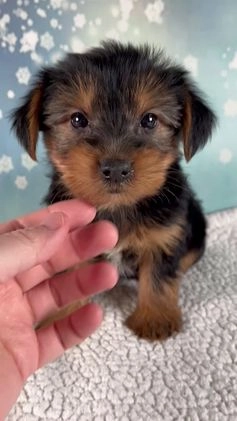 Morkie dogs for sale: Bentley - Video 1
