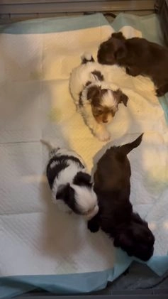 Yorkshire Terrier dogs for sale: Patches - Video 1