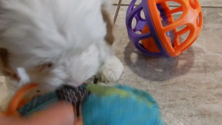 Cockapoo dogs for sale: Piper - Video 2