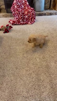 Golden Retriever dogs for sale: Hunter - Video 1