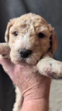 Sheepadoodle dogs for sale: Blake  - Video 1