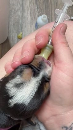 American Bully dogs for sale: Urban - Video 1