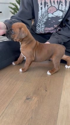 Boxer dogs for sale: Dozer - Video 1