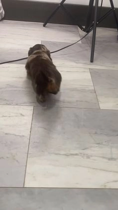 Miniature Dachshund dogs for sale: Bella - Video 1