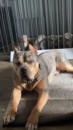 American Bully dogs for stud: Bru - Video 3