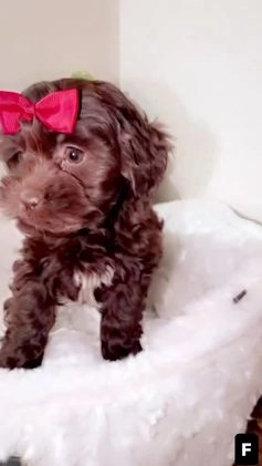 Shihpoo dogs for sale: Mila  - Video 1
