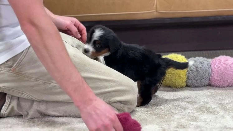 Mini Bernedoodle dogs for sale: Kona - Video 1