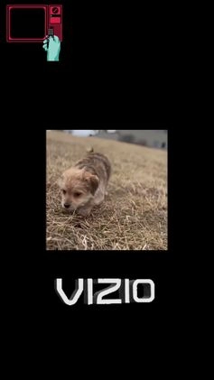 Maltipoo dogs for sale: Vizio - Video 1