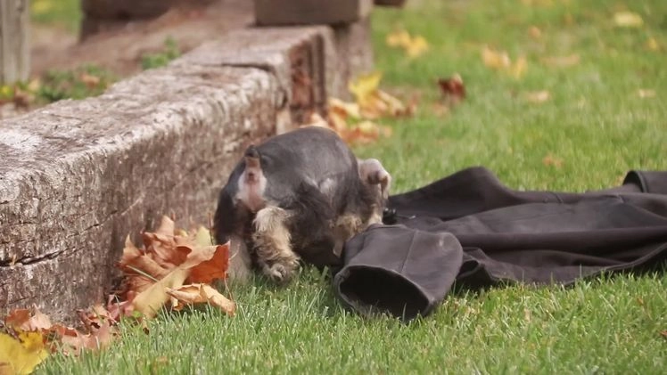 Miniature Schnauzer dogs for sale: Murphy - Video 1