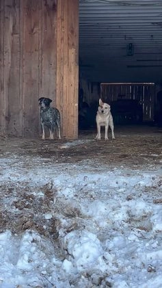 Australian Cattle Dog dogs for sale: Comet - Video 1