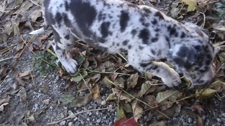 Great Dane dogs for sale: Lorelai - Video 1