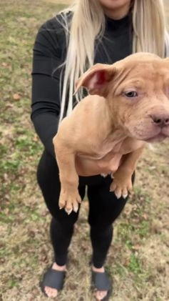 American Bully dogs for sale: Sabey  - Video 1