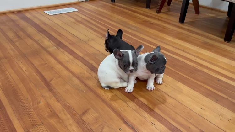 French Bulldog dogs for sale: French Bulldog Puppy 1 - Video 1