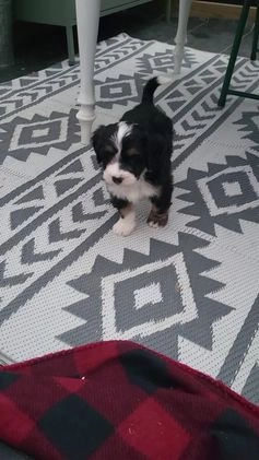 Mini Bernedoodle dogs for sale: Sophie  - Video 1