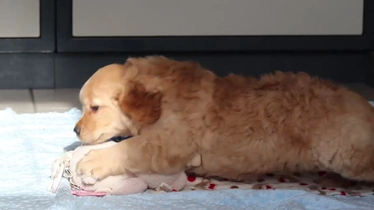 Miniature Golden Retriever dogs for sale: Olivia - Video 1