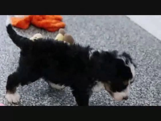 Mini Bernedoodle dogs for sale: Tony - Video 1