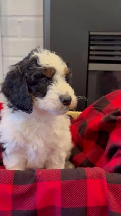 Mini Bernedoodle dogs for sale: Ivy - Video 1