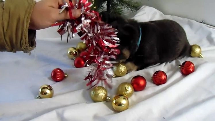 French Bulldog dogs for sale: Todd - Video 1