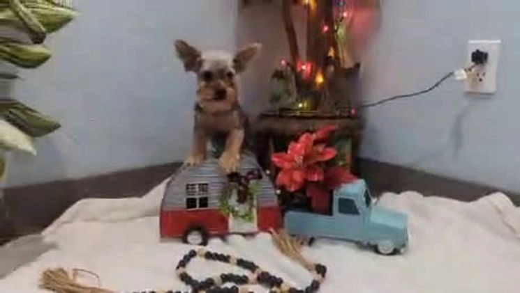 Yorkshire Terrier dogs for sale: Mike - Video 1