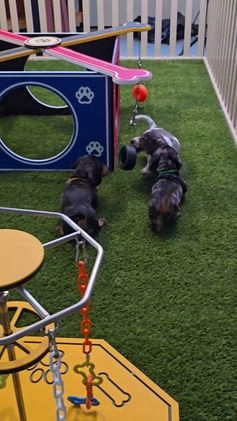 Miniature Dachshund dogs for sale: Nipper - Video 1