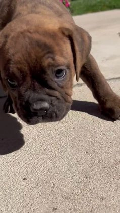 Olde English Bulldogge dogs for sale: Pixie - Video 1