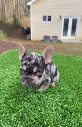French Bulldog dogs for sale: French Bulldog Puppy 2 - Video 1