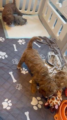 Cavapoo dogs for sale: Cavapoo Puppy 2 - Video 1