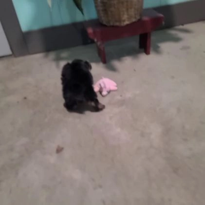 Yorkshire Terrier dogs for sale: Avery teacup - Video 1