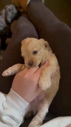 Cocker Spaniel dogs for sale: Teddy - Video 2