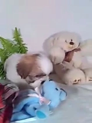 Shih Tzu dogs for sale: Chewy - Video 1