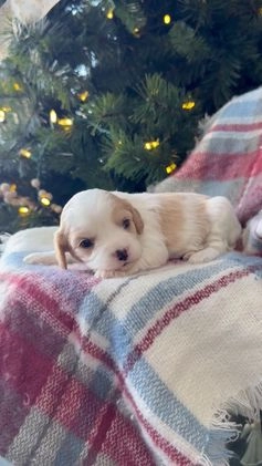 Cavapoo dogs for sale: Winter - Video 1