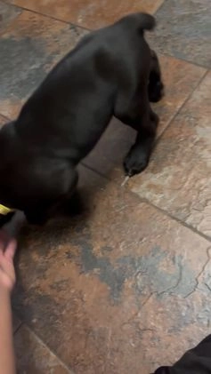 Cane Corso dogs for sale: DaVina - Video 1