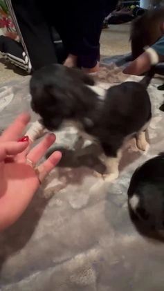 Cavapoo dogs for sale: BOLT - Video 2