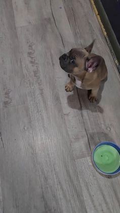 French Bulldog dogs for sale: Rocky French Bulldog  - Video 1