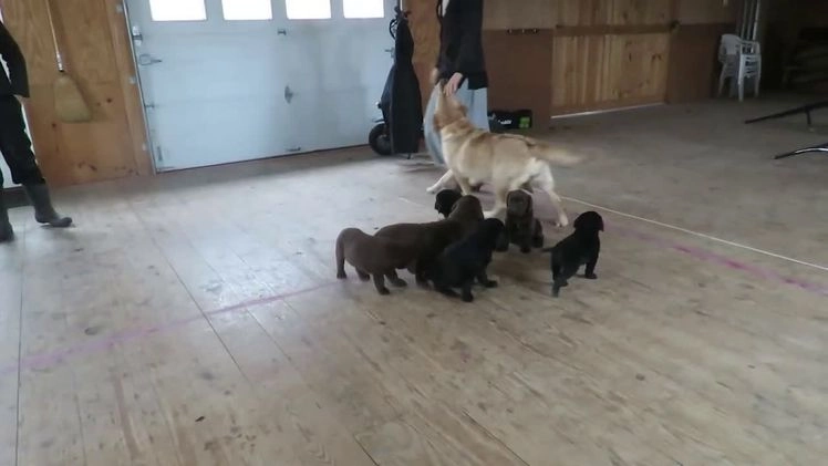 Labrador Retriever dogs for sale: Fiddles - Video 1