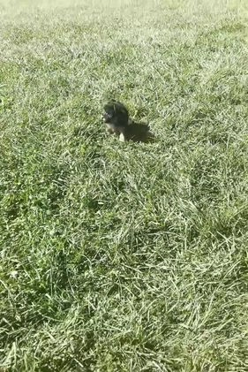 Yorkshire Terrier dogs for sale: Minnie AKC FEMALE - Video 1