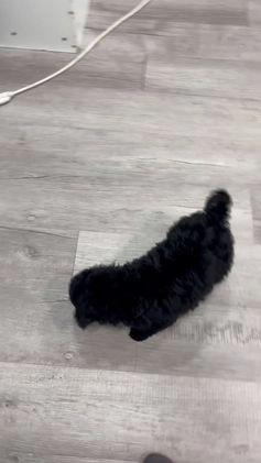 Mini Bernedoodle dogs for sale: Manny - Video 1