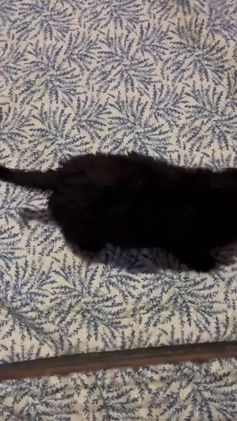 Goldendoodle dogs for sale: Goldendoodle Puppy 1 - Video 1