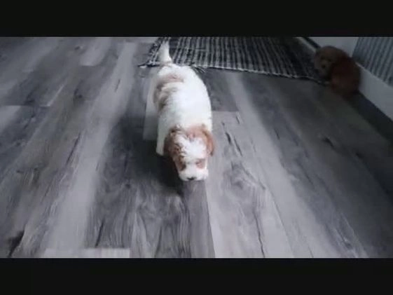 Cavapoo dogs for sale: Melissa - Video 1