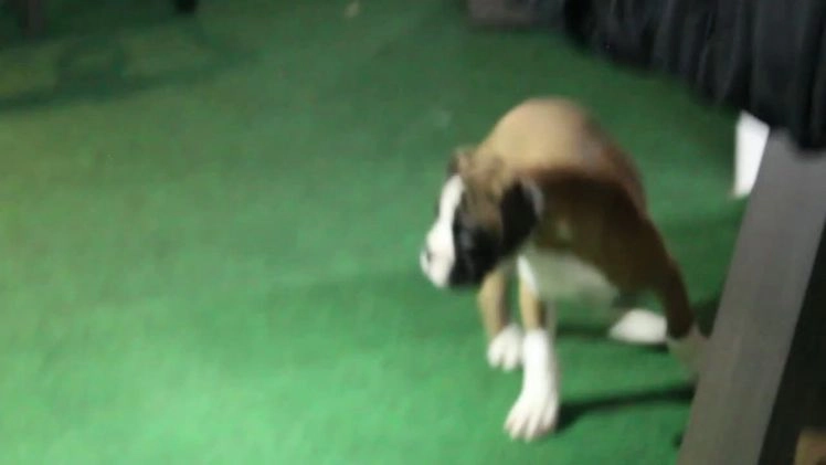 Boxer dogs for sale: Dash - Video 1