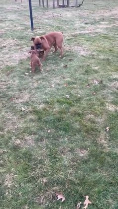 Boxer dogs for sale: Mia  - Video 1