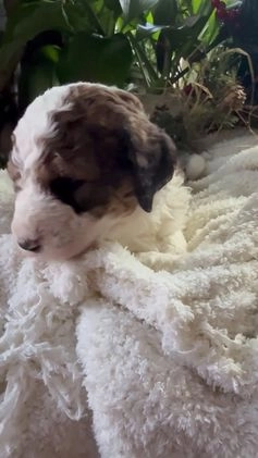 Saint Berdoodles dogs for sale: Bella - Video 3