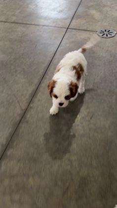 Cavalier King Charles Spaniel dogs for sale: Lucy - Video 2