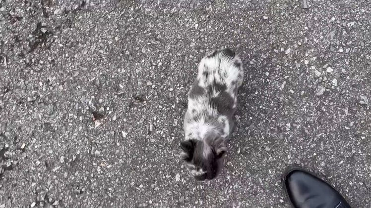 French Bulldog dogs for sale: French Bulldog Puppy 1 - Video 2