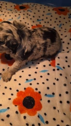 Mixed Breed dogs for sale: Merle - Video 2