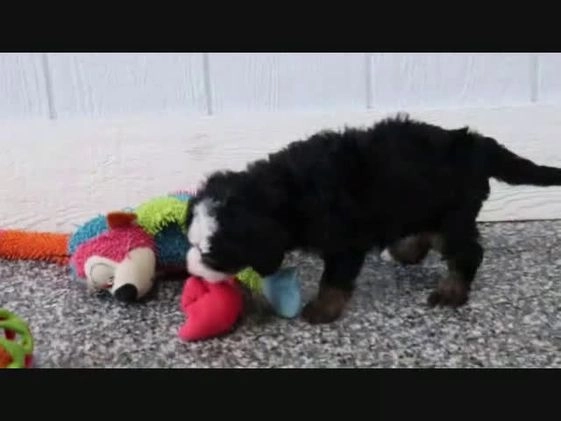 Mini Bernedoodle dogs for sale: Tony - Video 2