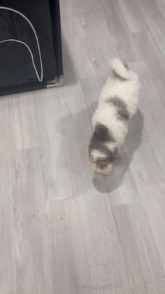 Bernedoodle dogs for sale: Rose - Video 1